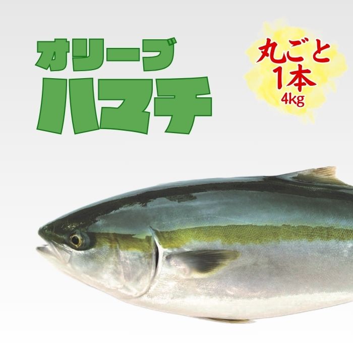 オリーブハマチ 一本まるごと(エラ、内蔵のみ処理)