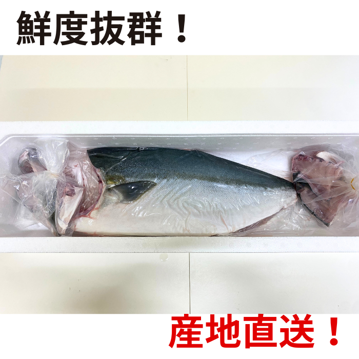 オリーブハマチ(二枚おろし)