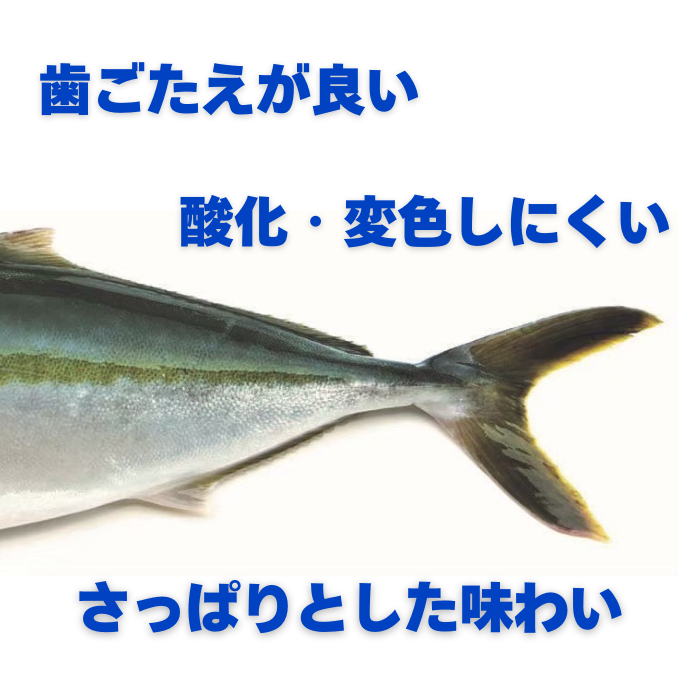 オリーブハマチ(二枚おろし)