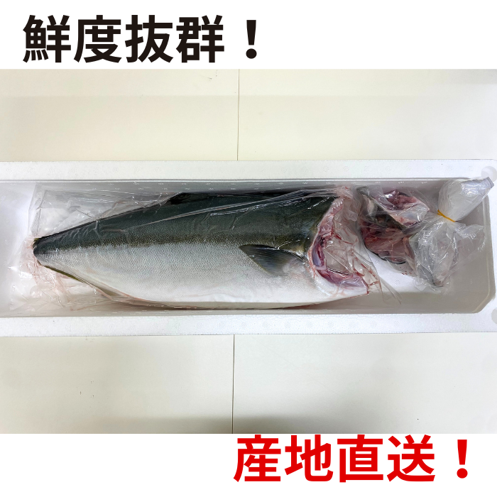 オリーブハマチ(三枚おろし)