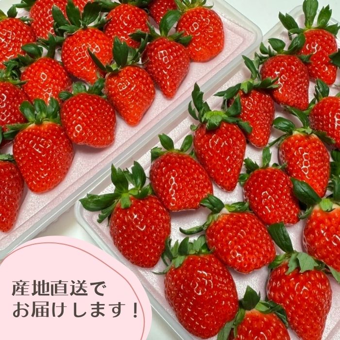 【期間限定 ~5/6受注分迄】豊島いちご 大粒12~18粒×2パック