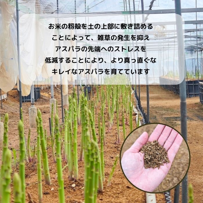 ブランドアスパラガス 『 さぬきのめざめ 』夏芽 Lサイズ(約30㎝)