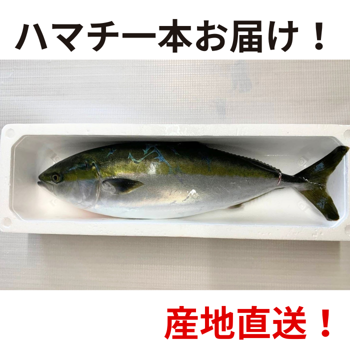 【冷蔵】オリーブハマチ 一本まるごと(エラ、内蔵のみ処理)