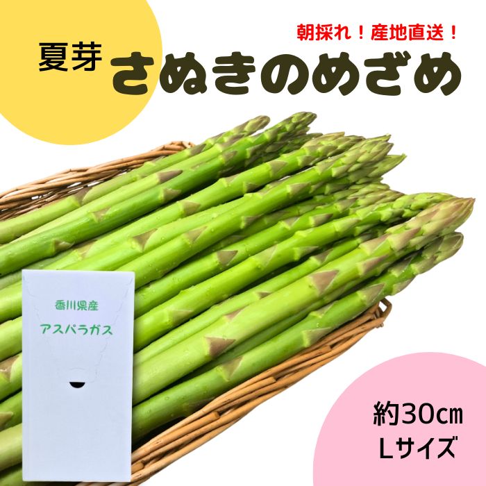 ブランドアスパラガス 『 さぬきのめざめ 』夏芽 Lサイズ(約30㎝)