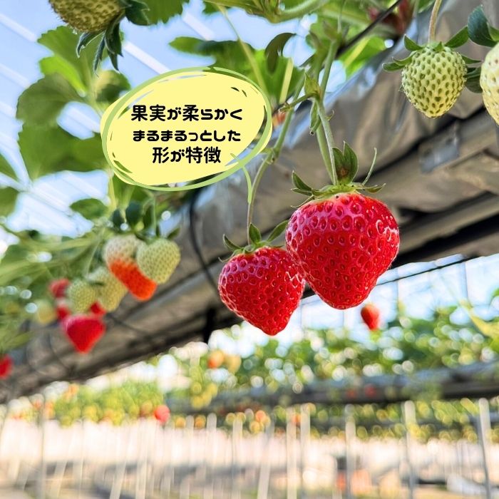 【期間限定】さぬきひめ 化粧箱 美味いちご園