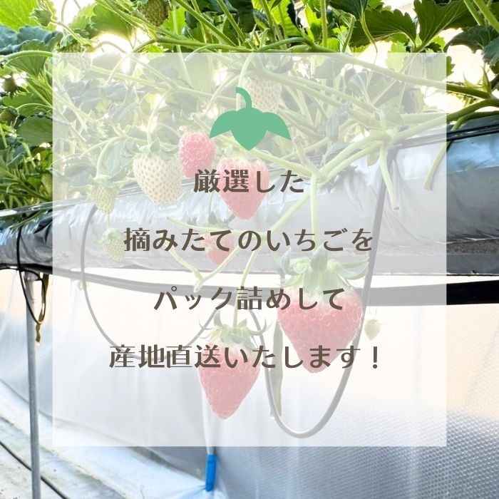 【期間限定 ~5/6受注分迄】豊島いちご 大粒12~18粒×2パック